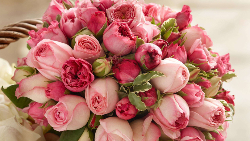 心航報關(guān)為荷蘭皇家優(yōu)荷花品提供鮮活貨報關(guān)報檢服務(wù)